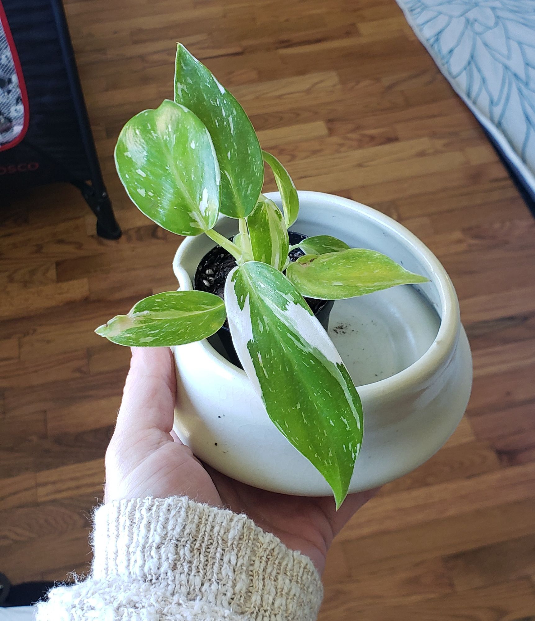 2" Philodendron 'White Wizard'  BWH Plant Co