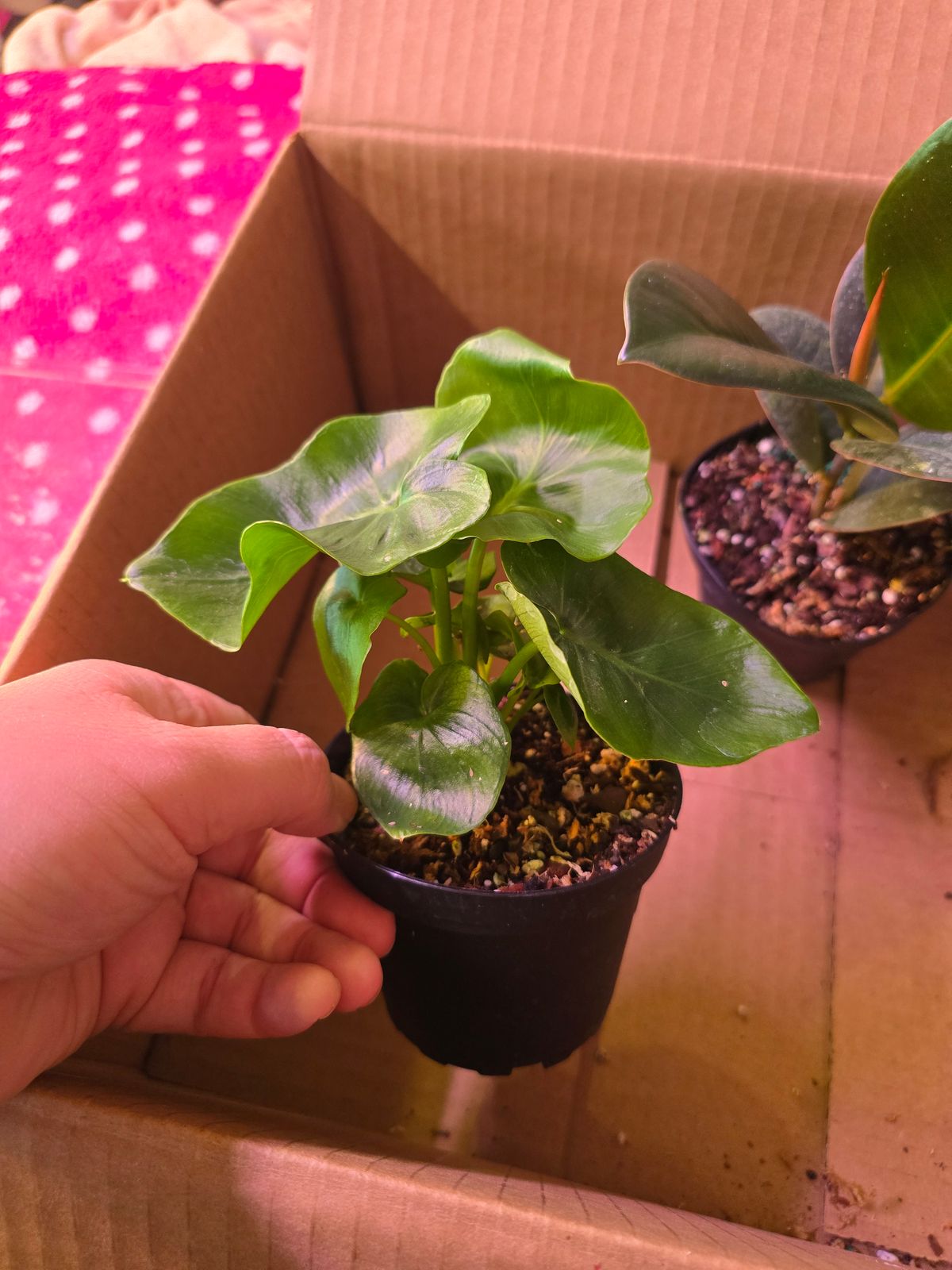 ferm living plant box Ferm Living - Plant Box - Small main image 0