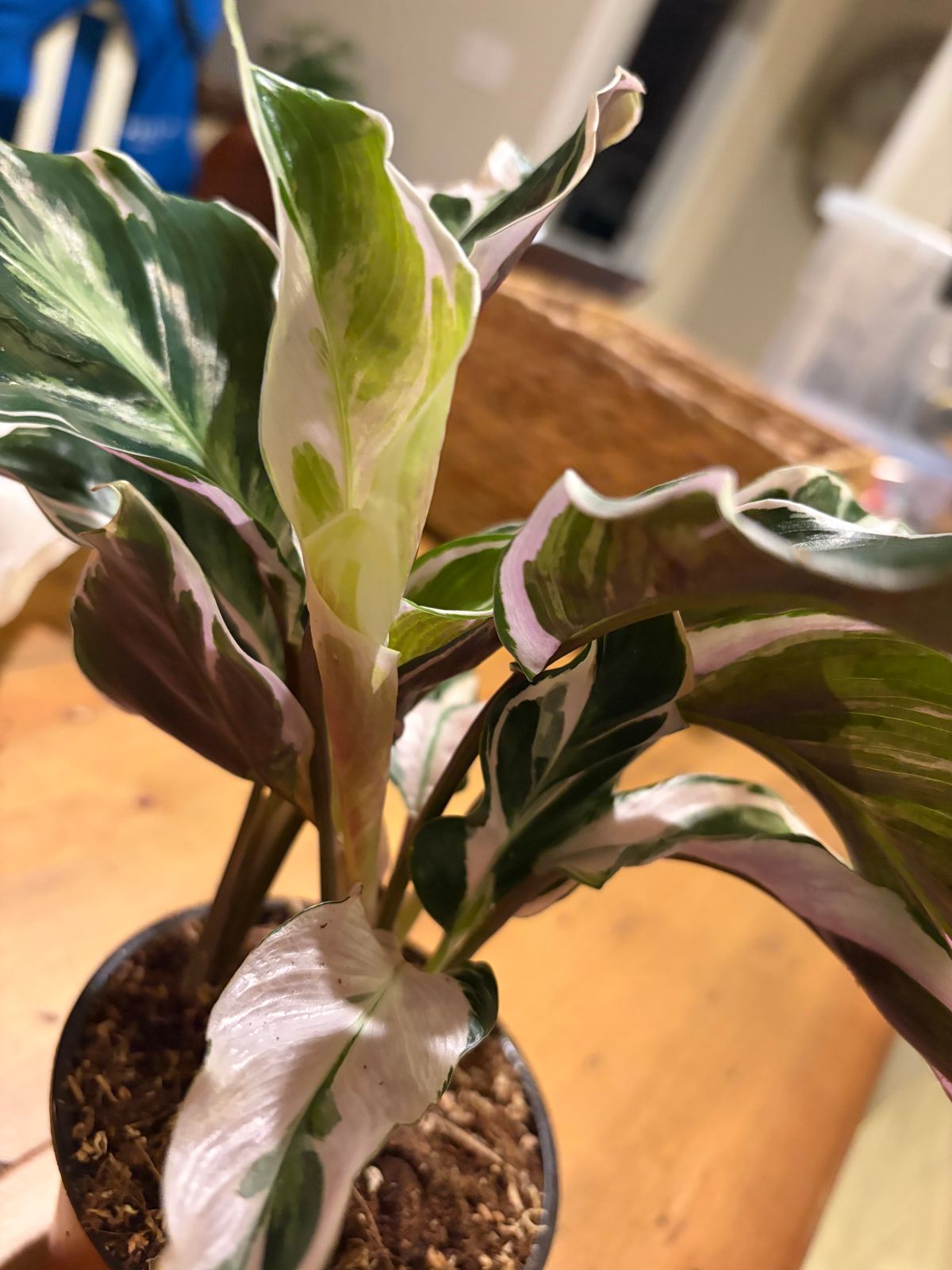 6" Calathea 'Fusion White'  BWH Plant Co
