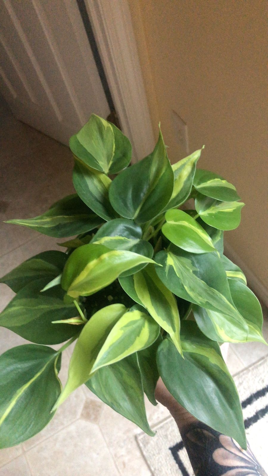 4" Philodendron 'Green Stripe'  BWH Plant Co