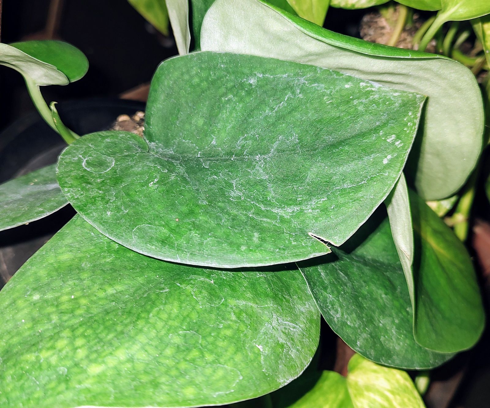 6" Scindapsus 'Jade Satin' (Hanging Basket) - BWH Plant Co.