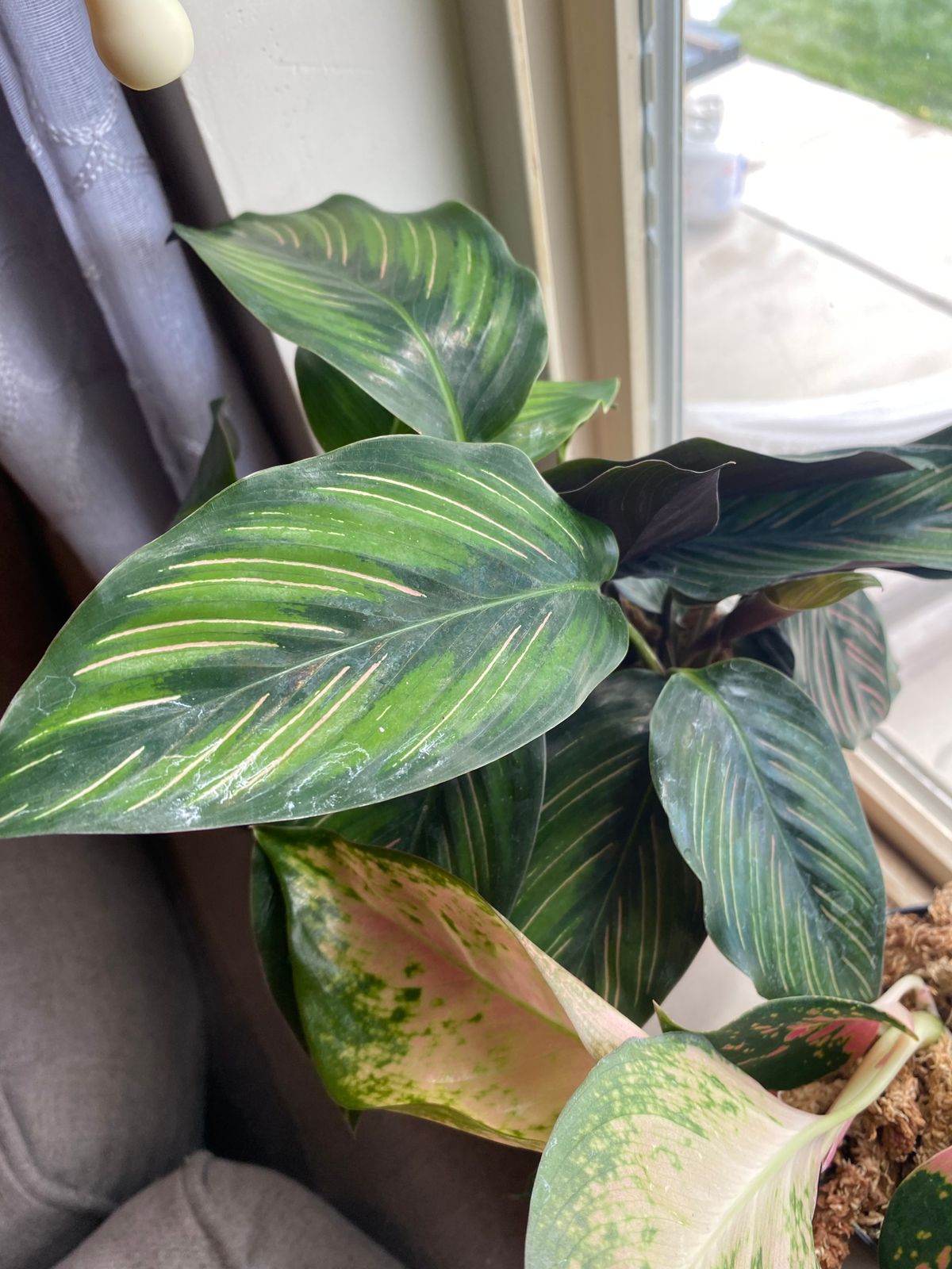 4" Calathea 'Beauty Star' - BWH Plant Co.