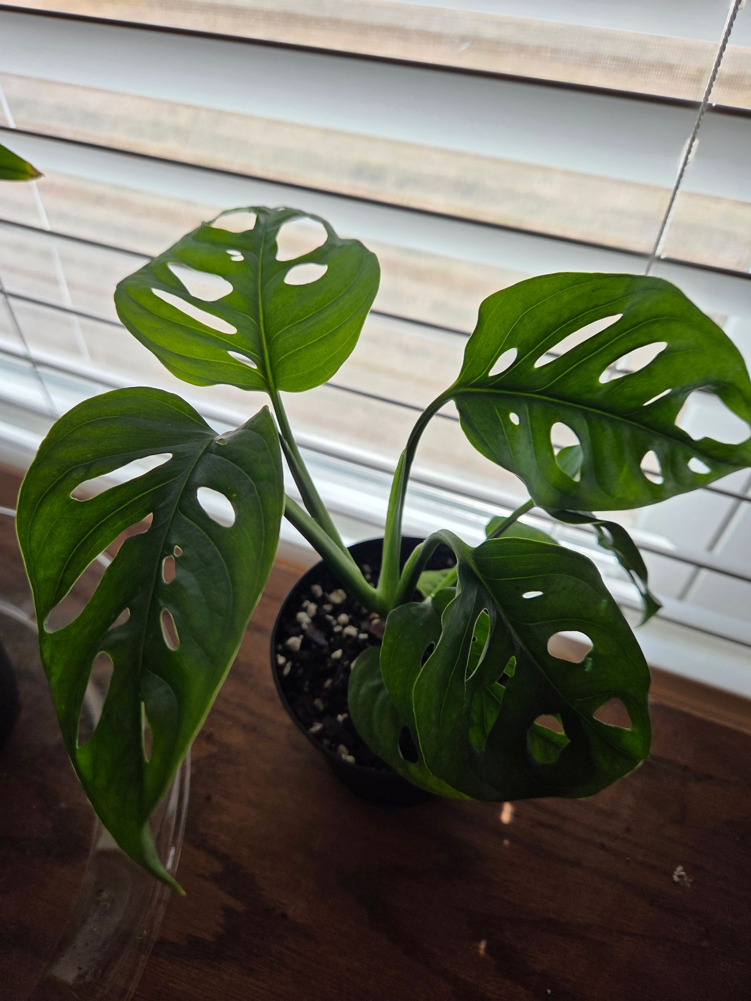 6" Monstera Adansonii 'Swiss Cheese' Wide Form (Hanging Basket)  BWH Plant  Co