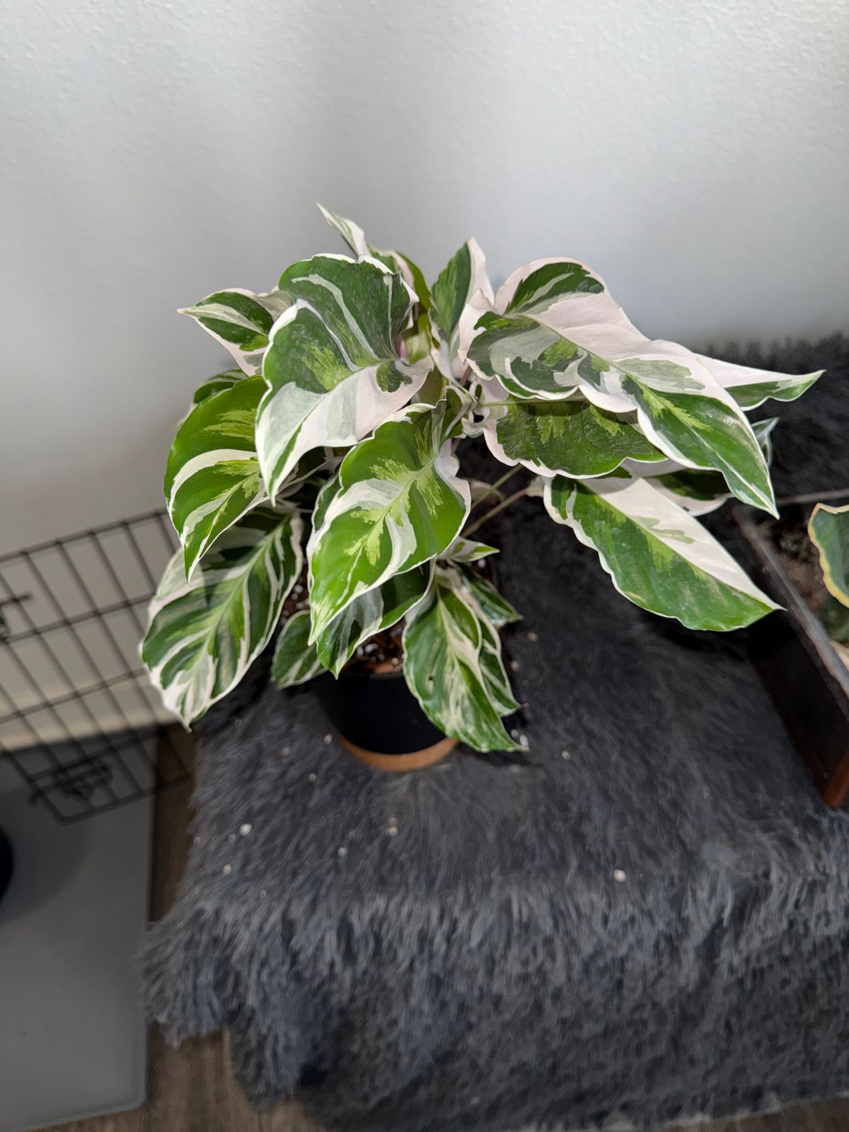 4" Calathea 'Fusion White' - BWH Plant Co.