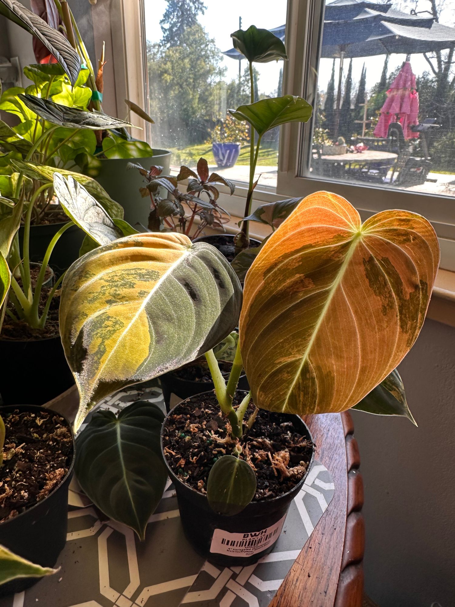 4" Variegated Philodendron Melanochrysum 'Peach Fuzz'  BWH Plant Co