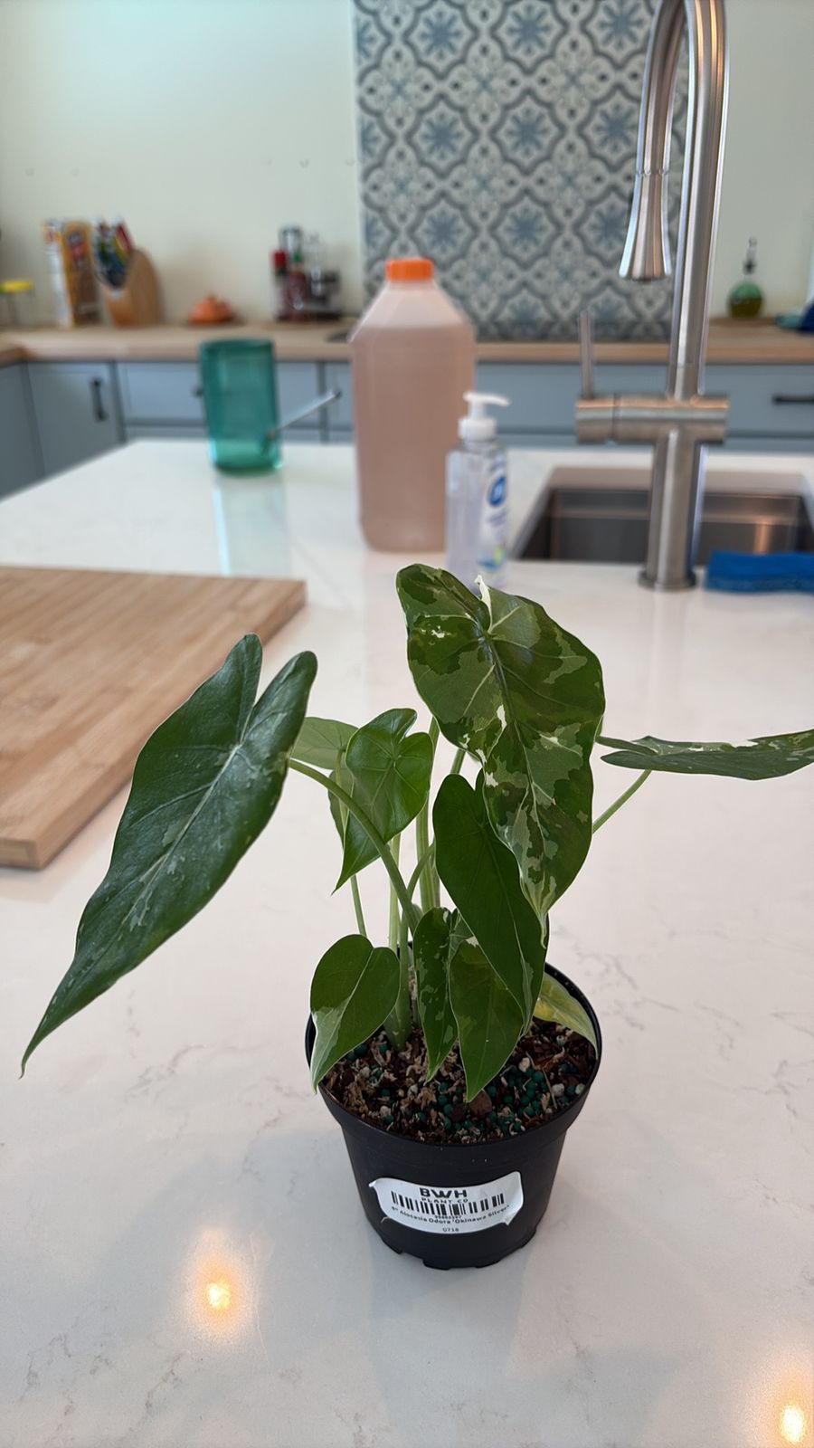 4" Alocasia Odora 'Okinawa Silver'  BWH Plant Co