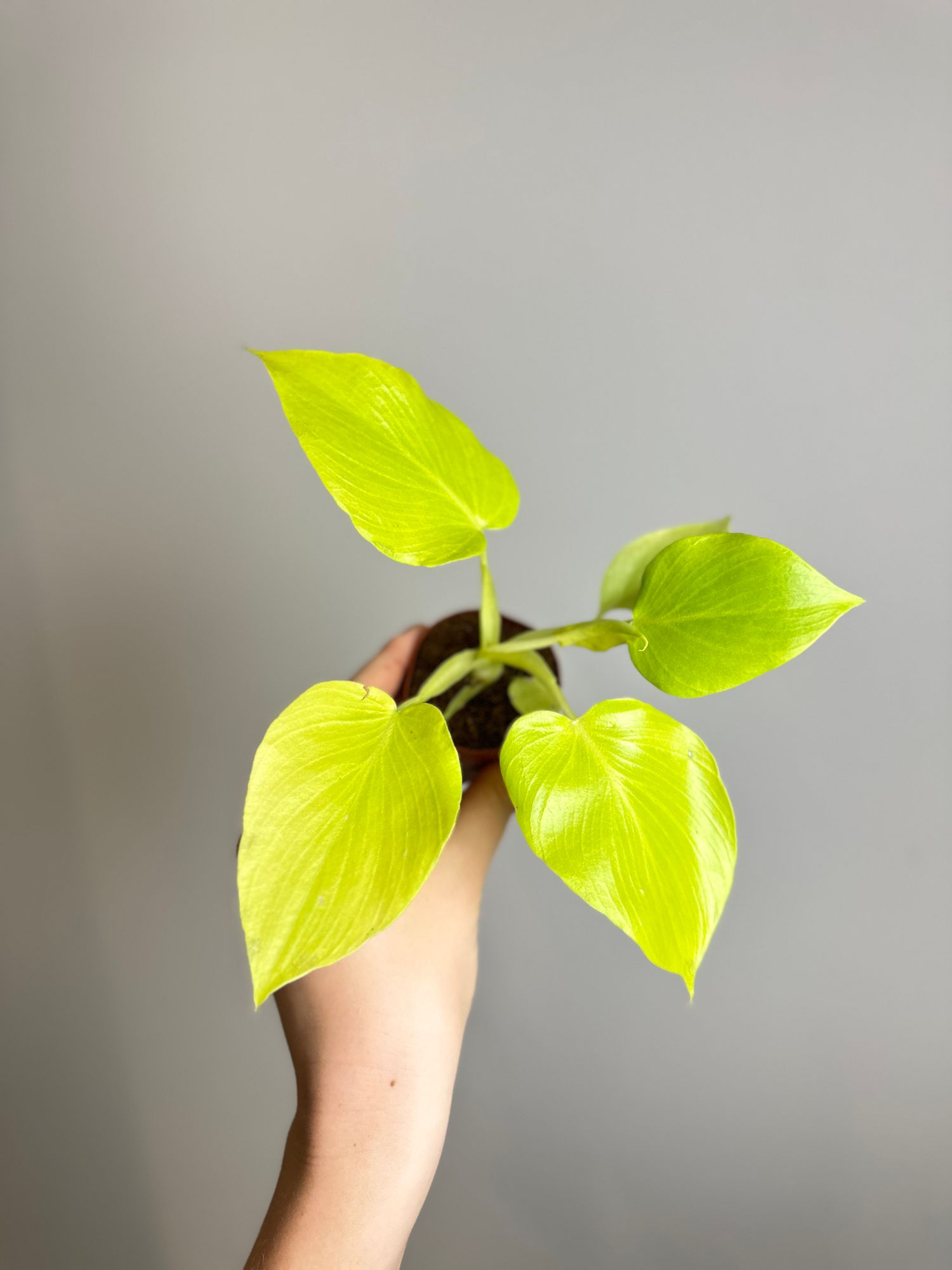 lucky zz plant 4" Pot ZZ Plant