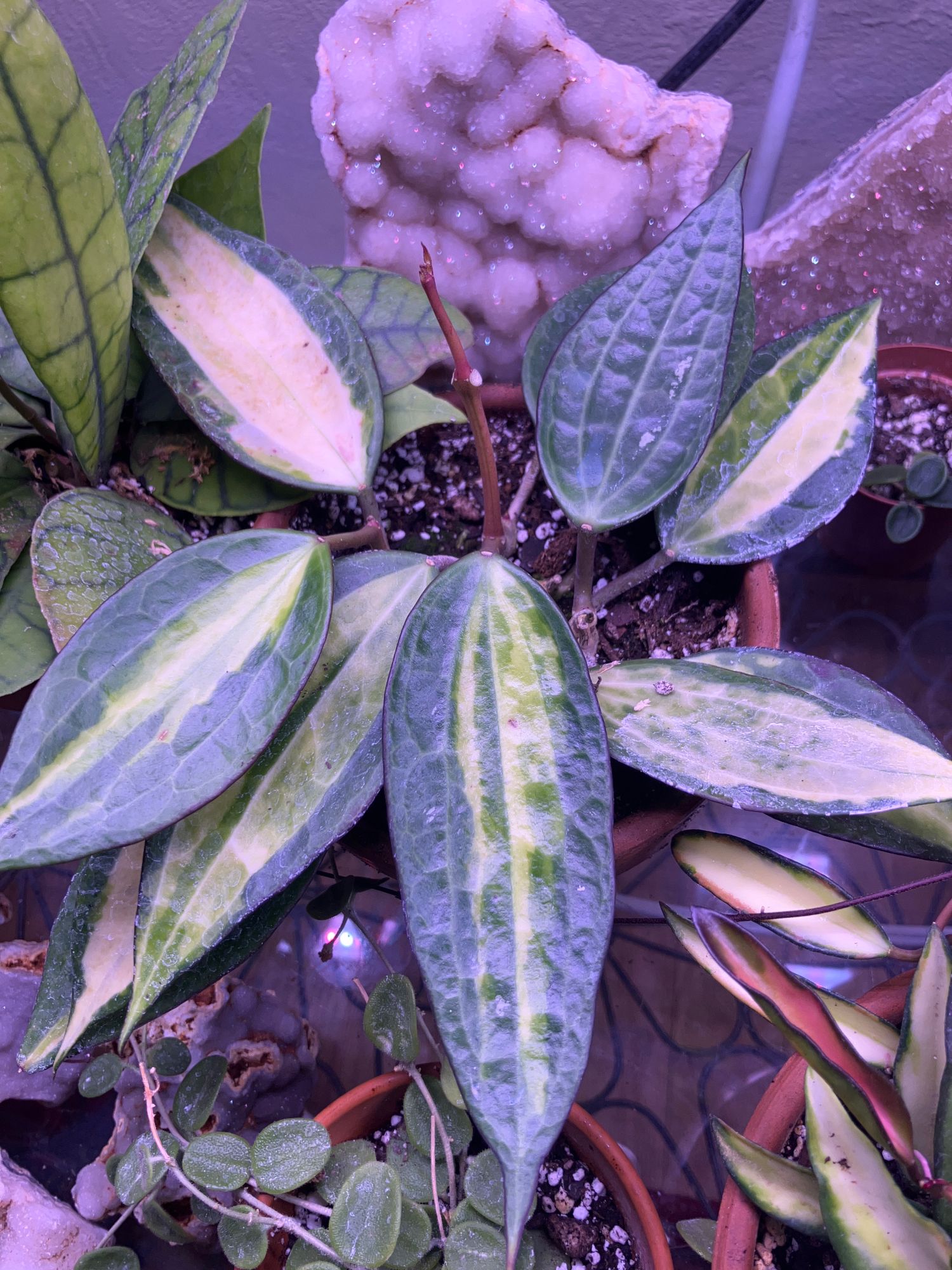 zimmerpflanzen variegata Kunstpflanze Epipremnum Variegata - 23cm