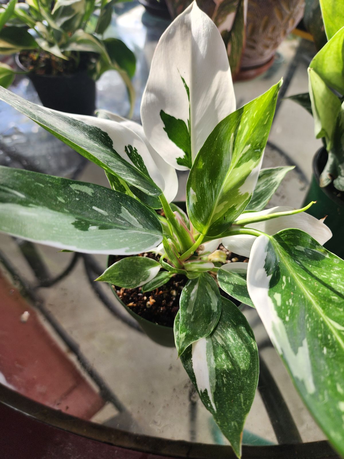 philodendron bipennifolium golden Philodendron Bipennifolium Aurea 6