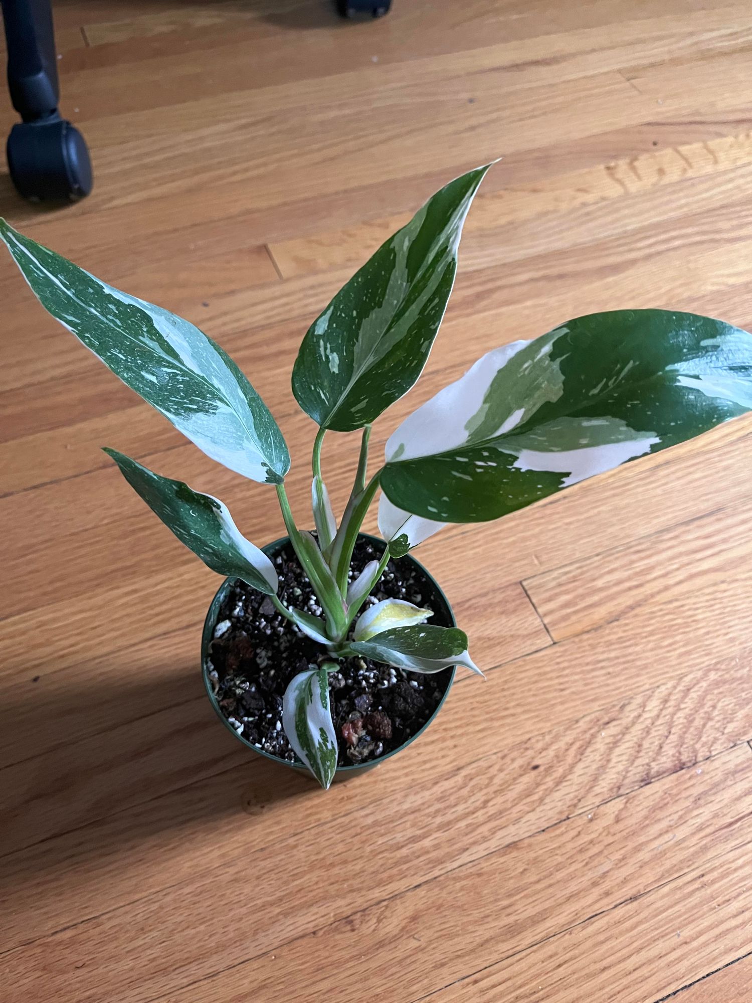 4" Philodendron 'White Princess'  BWH Plant Co