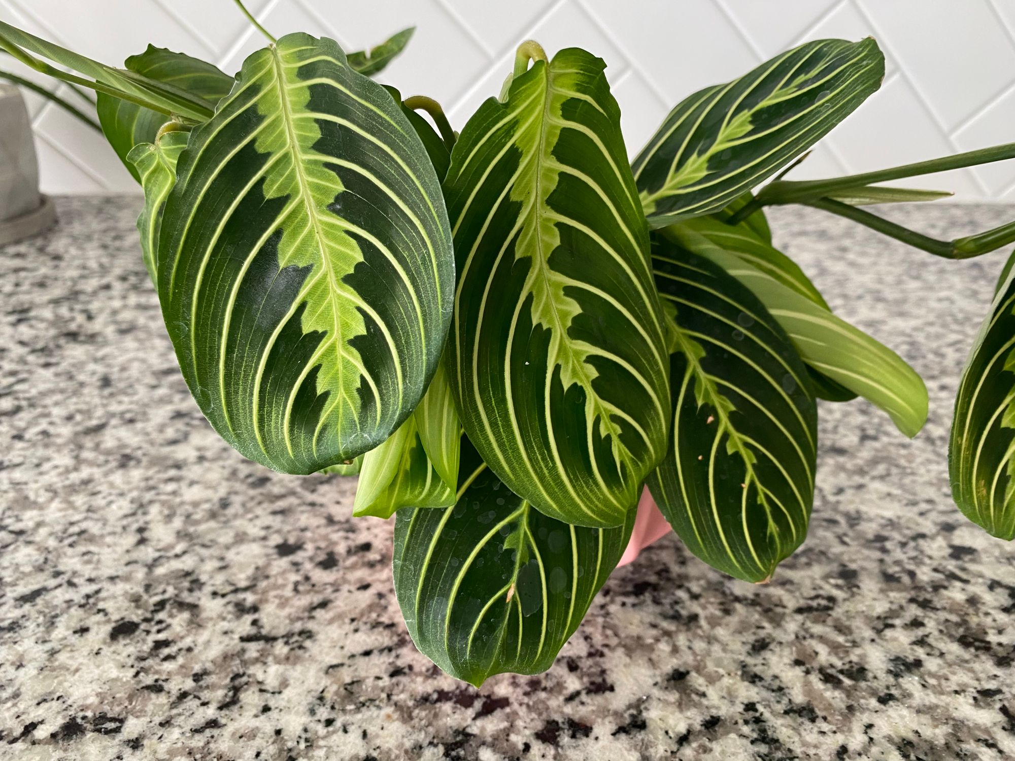 indoor tiered plant stands Elegance Tiered Plant Stand main image 0