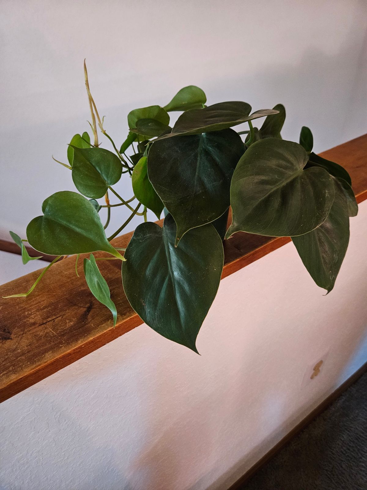 4" Philodendron 'Cordatum'  BWH Plant Co