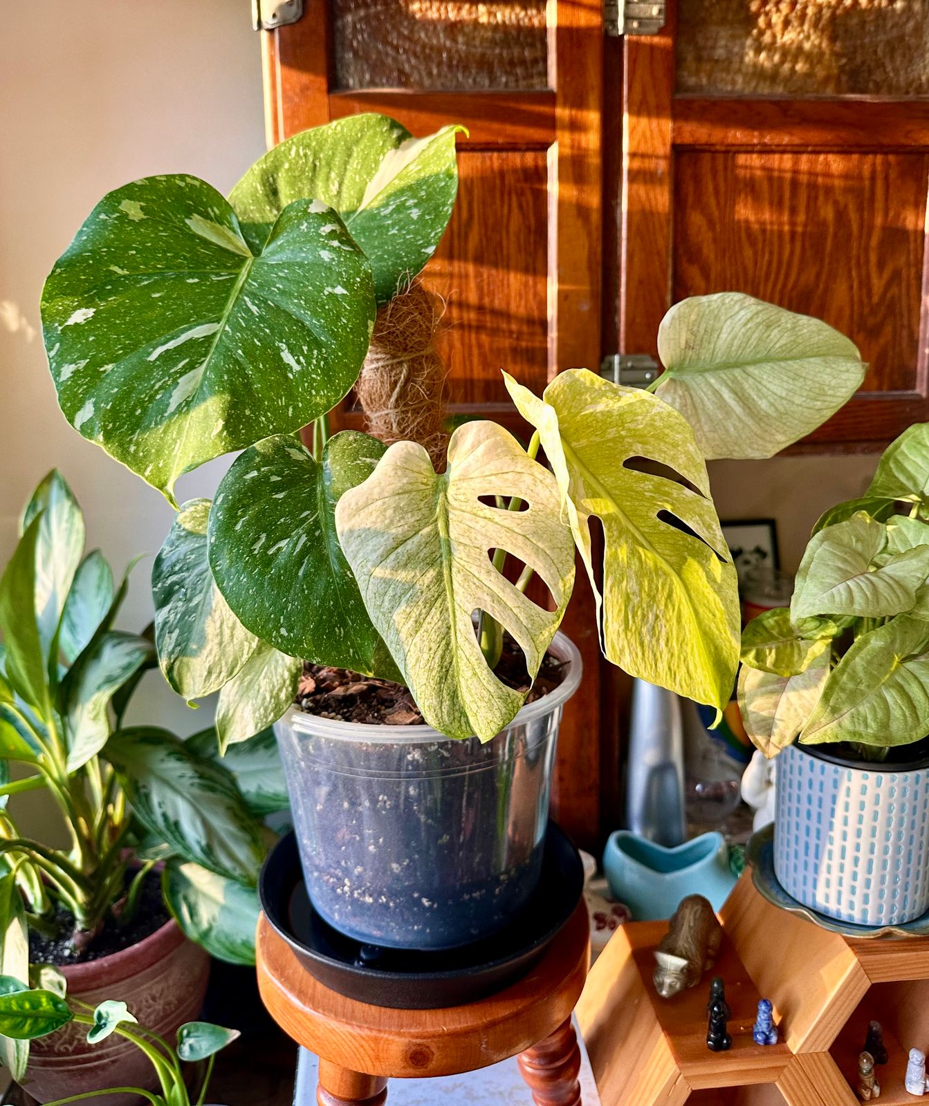 philodendron pastazanum x plowmanii Philodendron Plowmanii var. Citrus – Plantamani Plants main image 0