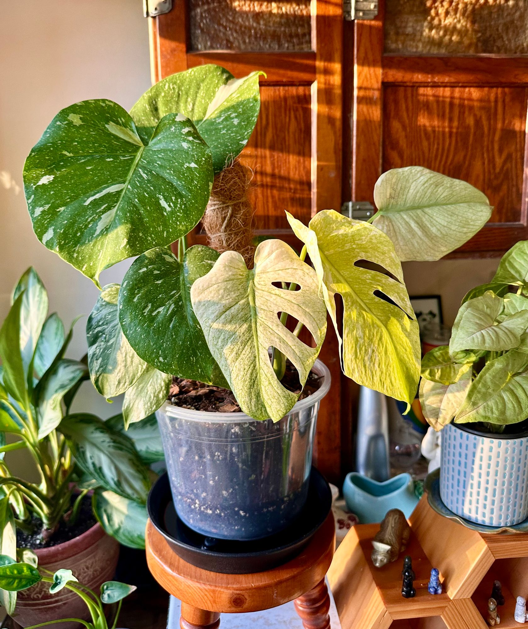 philodendron congo millions Philodendron 'Thai Congo' AKA 'Congo Green' – The Plant Lady SF