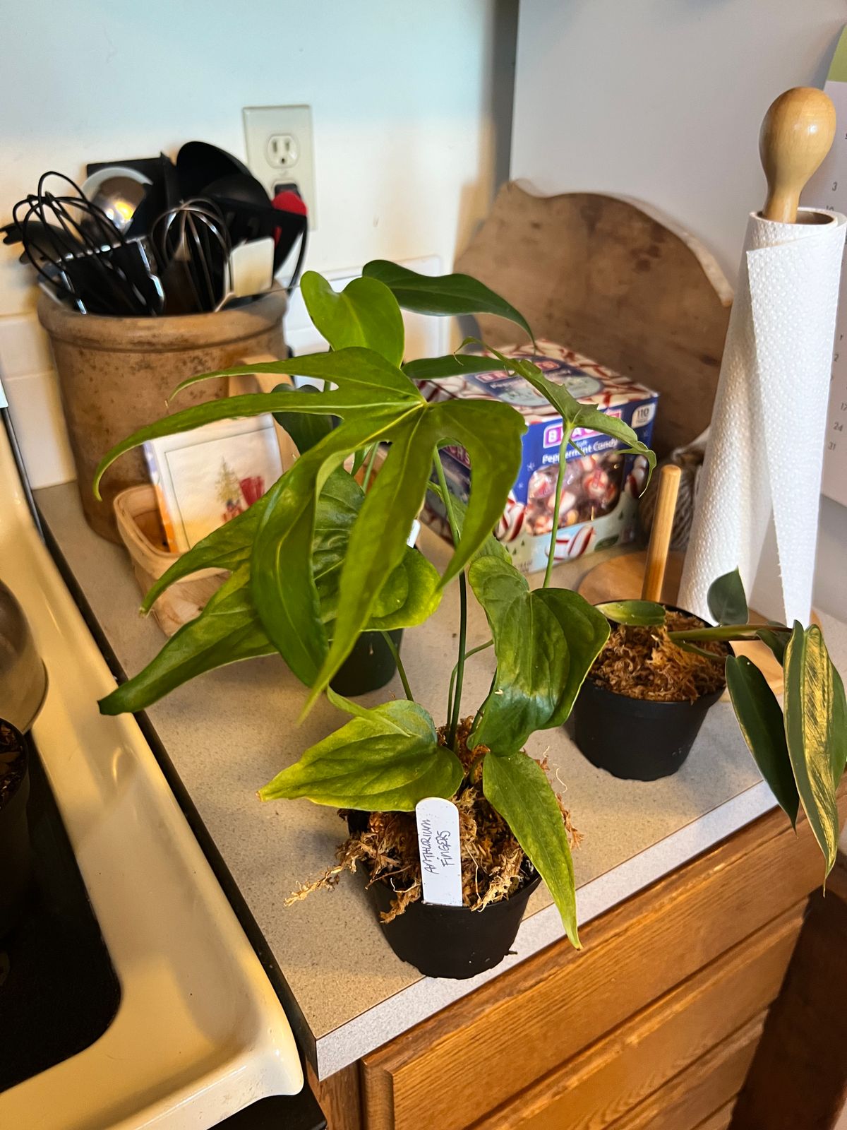 4" Anthurium 'Fingers'  BWH Plant Co