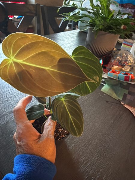 4" Philodendron 'Melanochrysum'