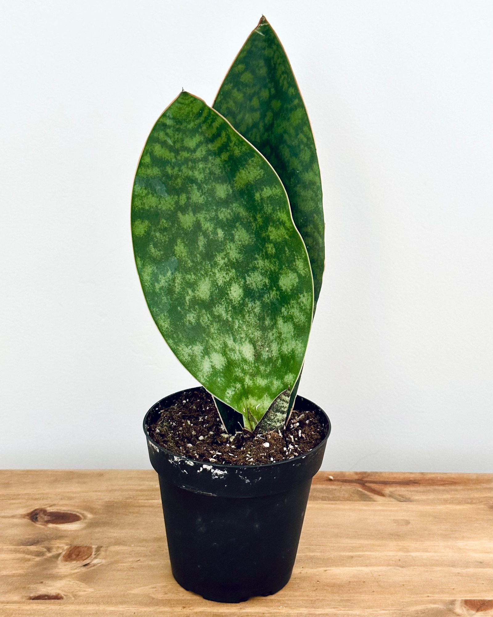 4" Sansevieria Masoniana 'Whale Fin' - BWH Plant Co.