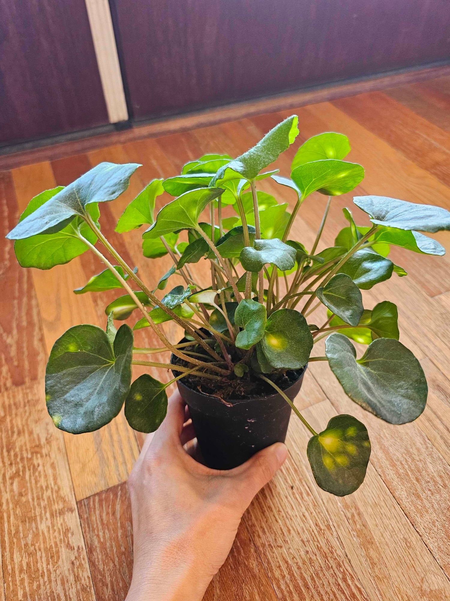 4" Farfugium 'Firefly'  BWH Plant Co