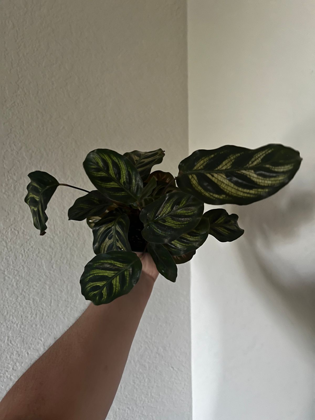 4" Calathea 'Makoyana' - BWH Plant Co.
