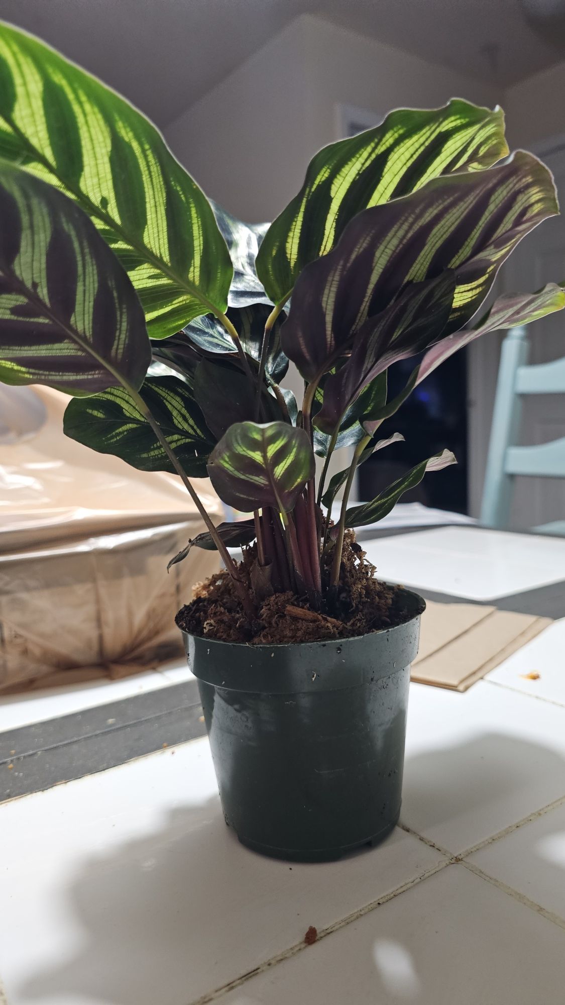 dracaena sunray Dracaena 'Sunray' main image 0