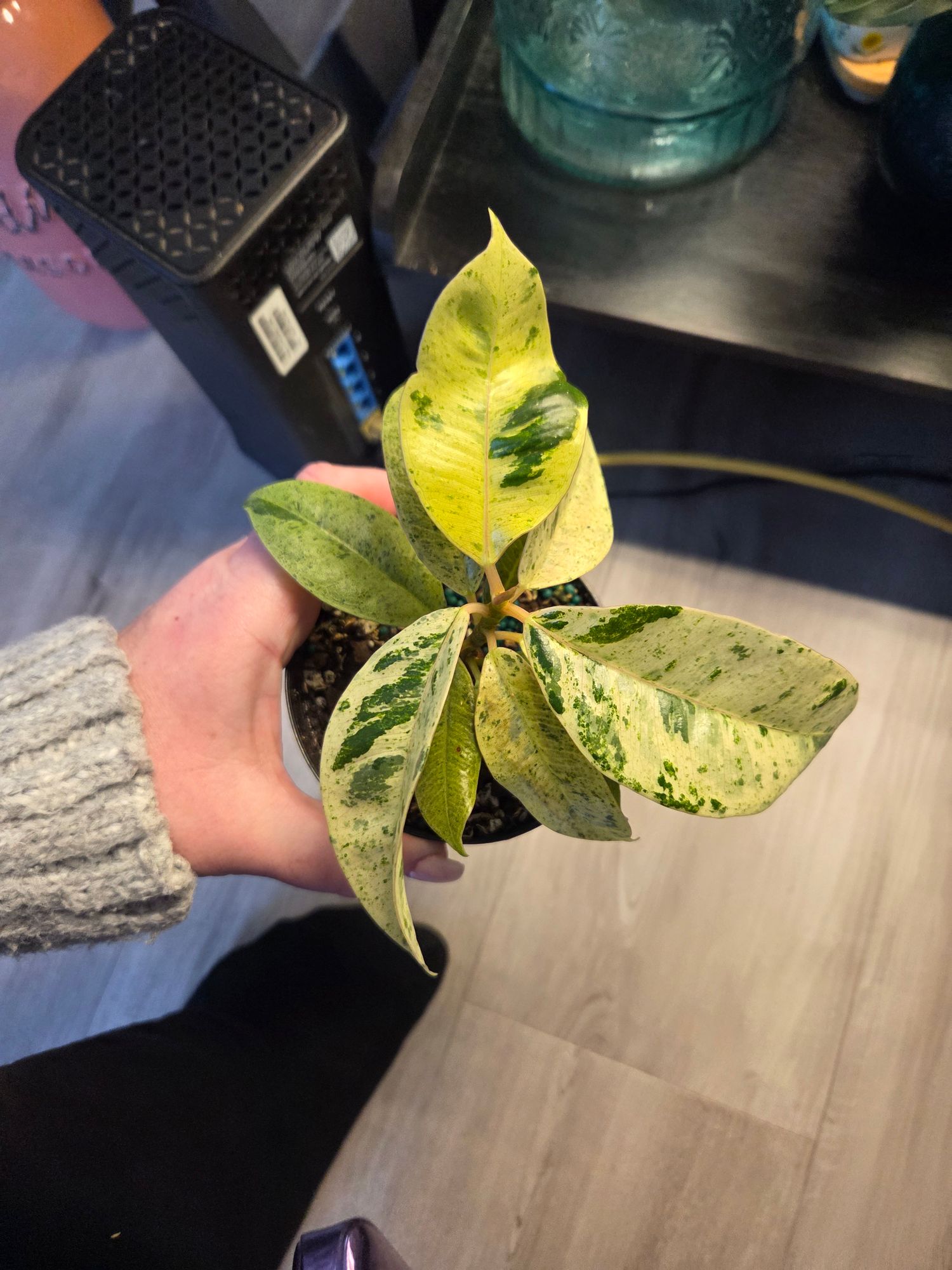 4" Ficus 'Shivereana'  BWH Plant Co
