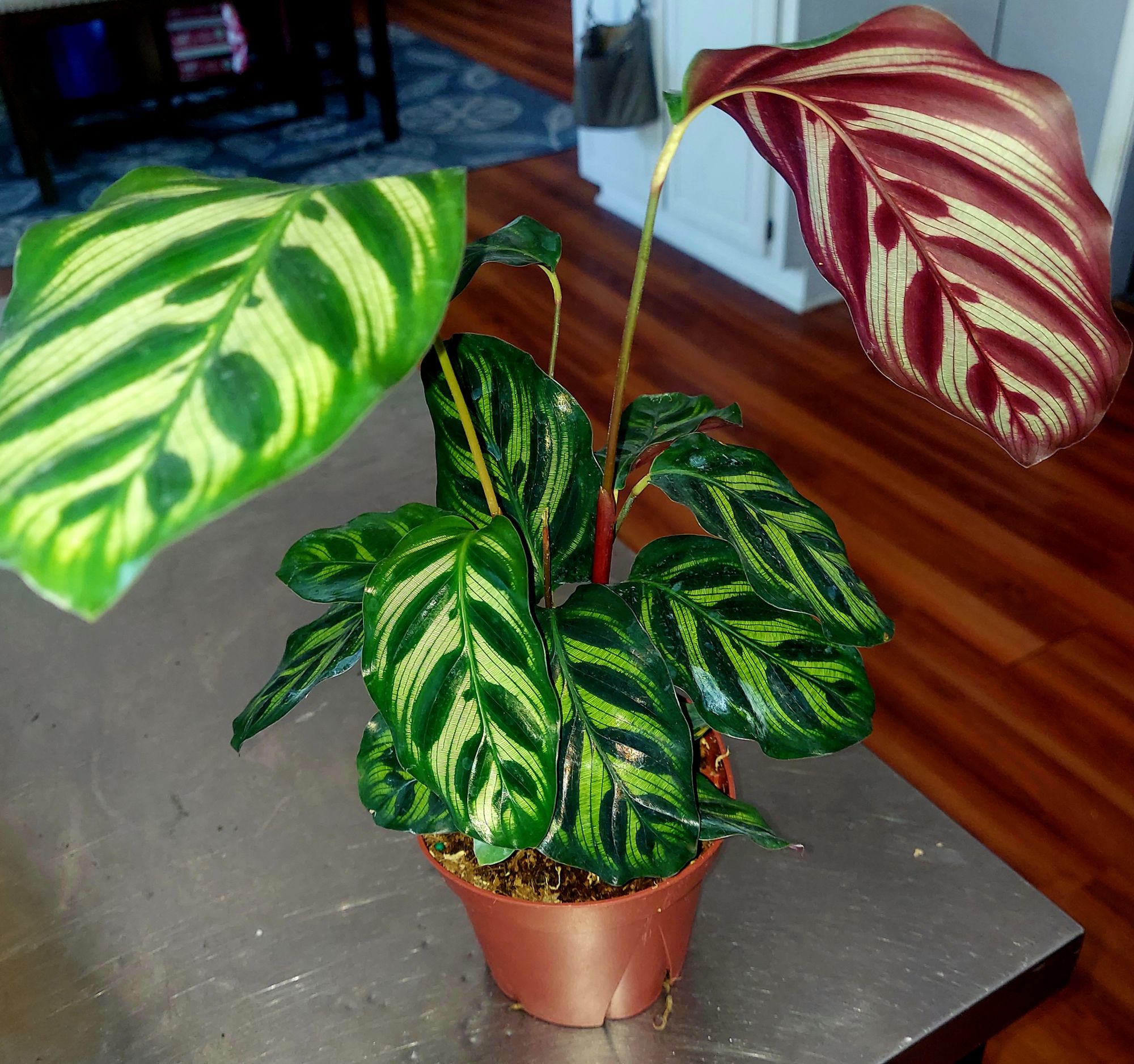 4" Calathea 'Makoyana' - BWH Plant Co.