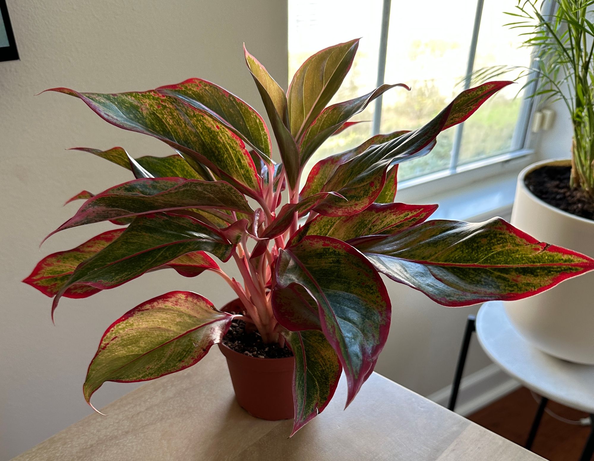 5" Aglaonema 'Siam Aurora' - BWH Plant Co.