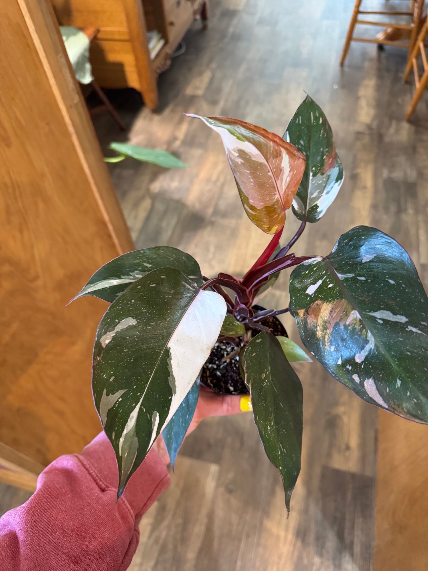 philodendron miami Philodendron pedatum main image 1