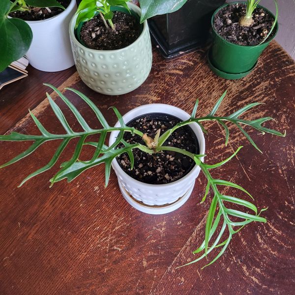 4" Philodendron 'Tortum'  BWH Plant Co