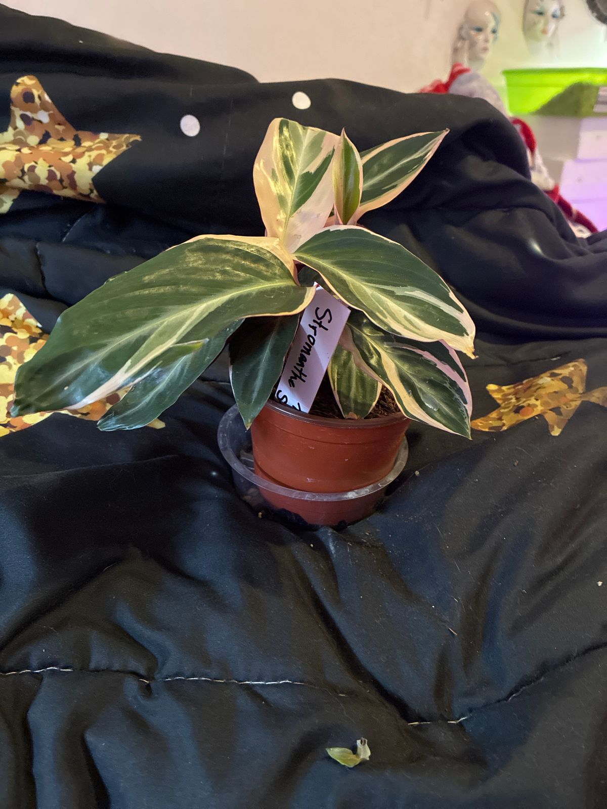 variegated calathea Buy Calathea White Fusion main image 0