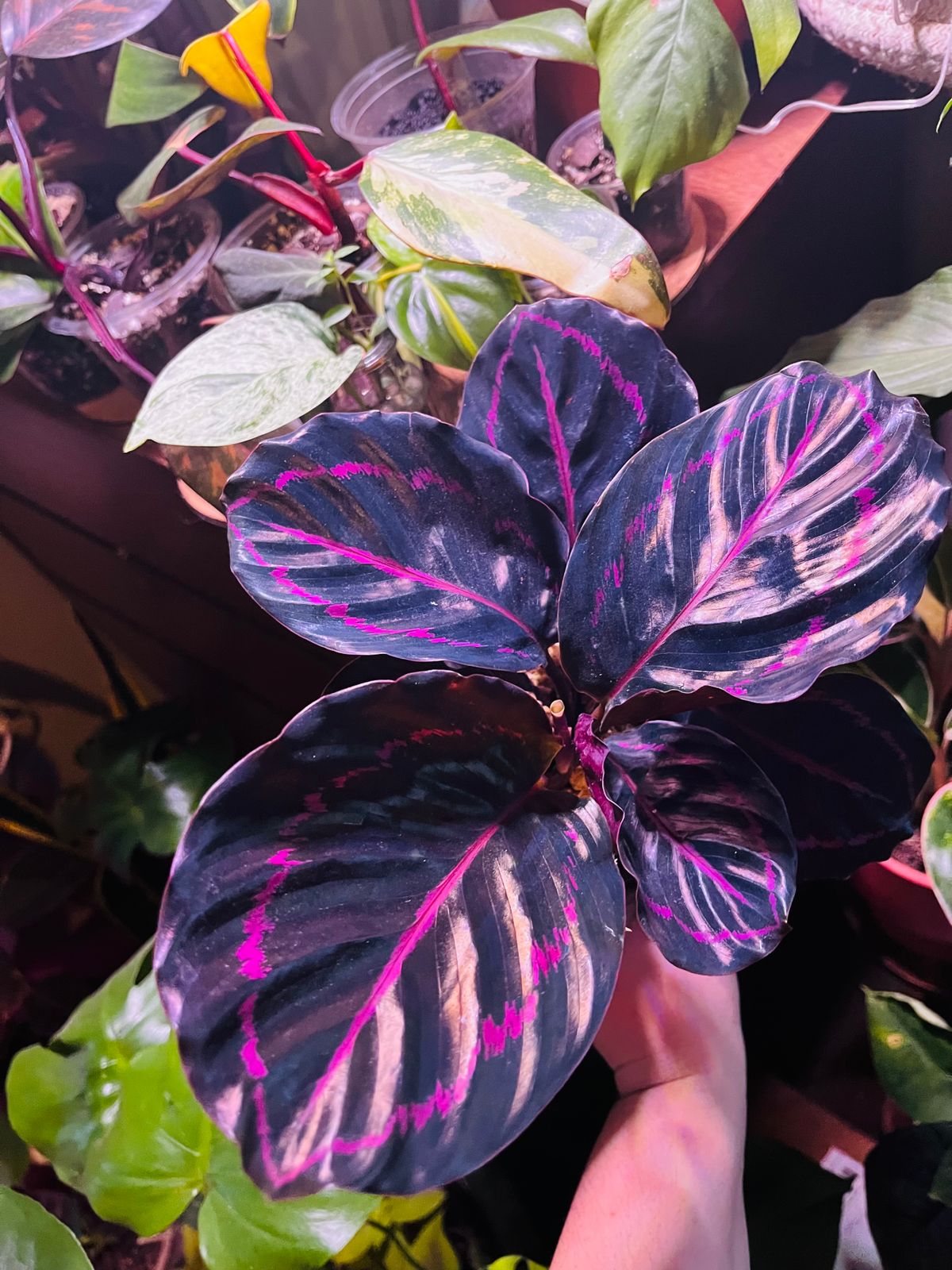 4" Calathea 'Dottie'  BWH Plant Co