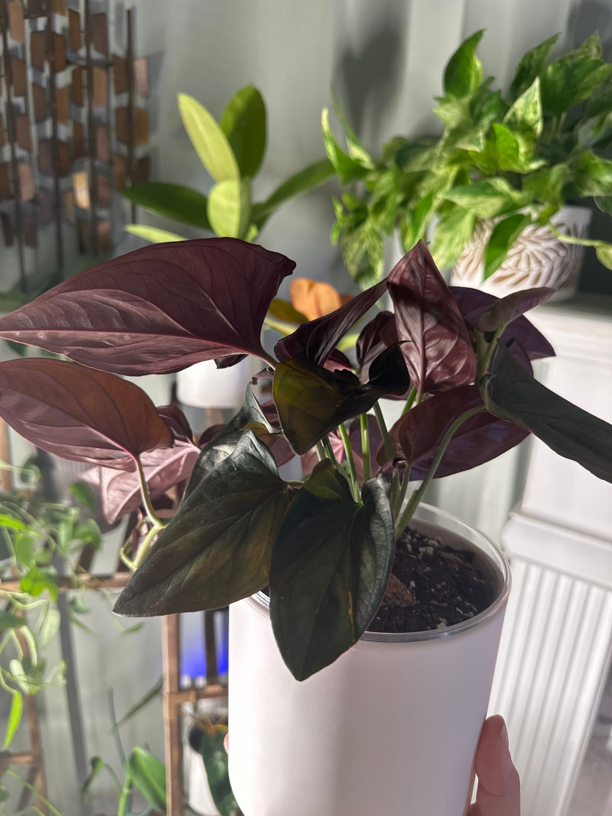 4" Syngonium Erythrophyllum 'Red Arrow' - BWH Plant Co.