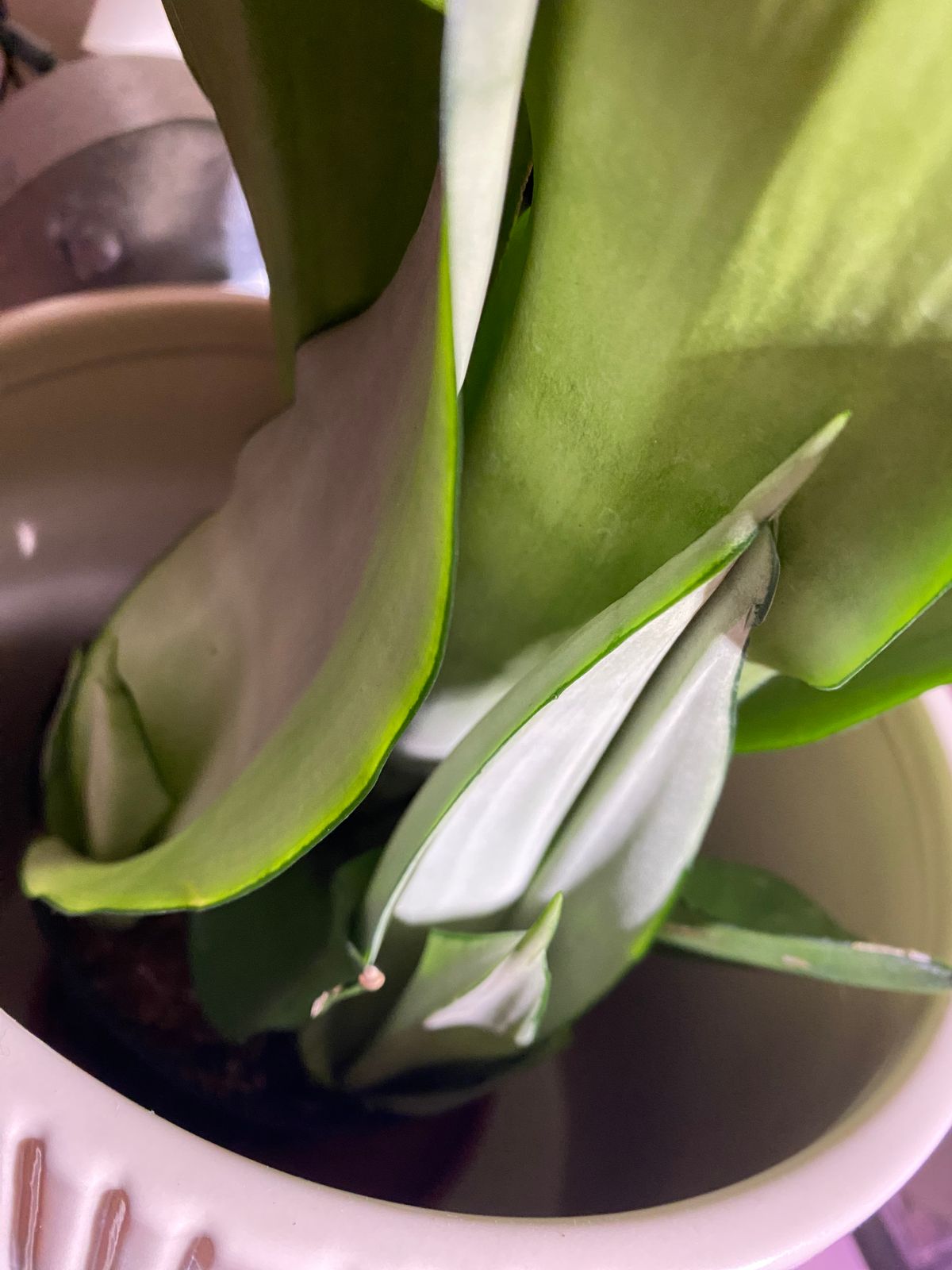 6" Sansevieria 'Moonshine'  BWH Plant Co