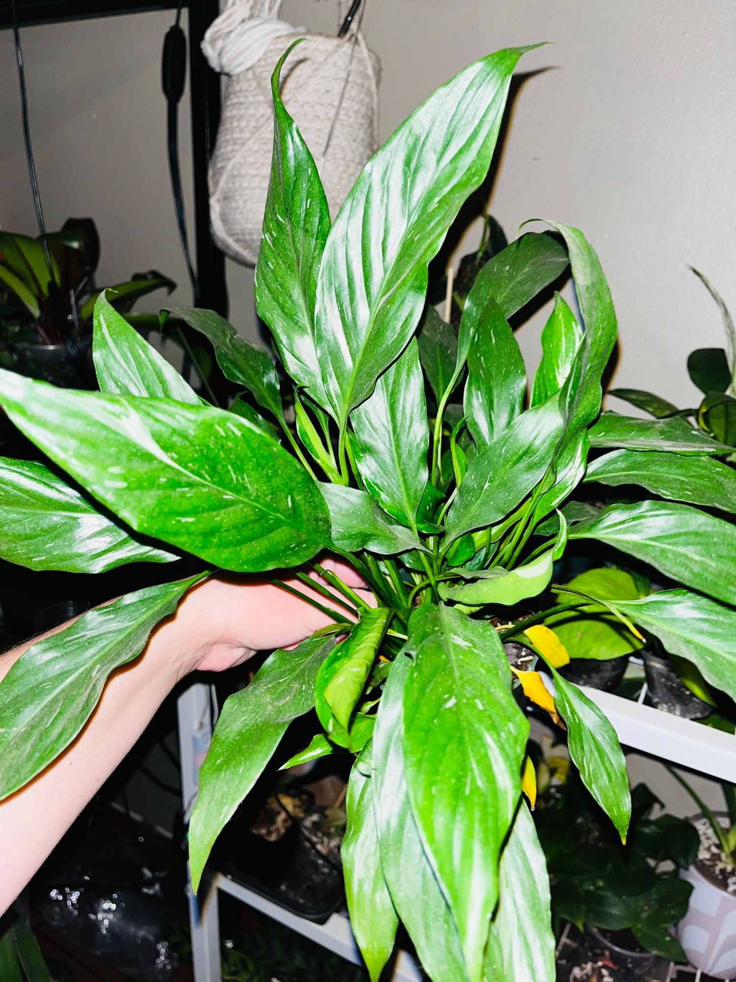 artificial pothos 19