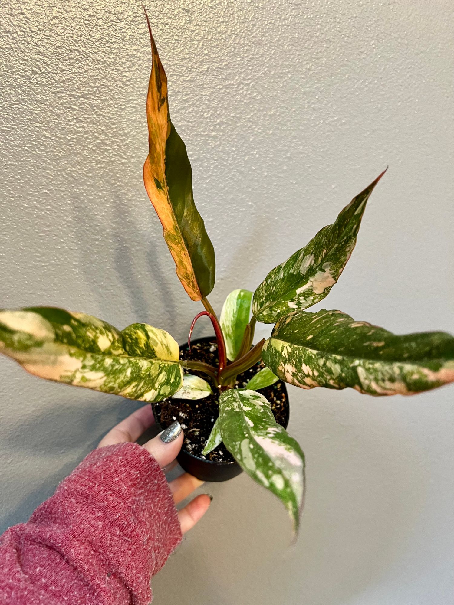 burgundy princess philodendron for sale Philodendron 'Burgundy Princess' main image 1