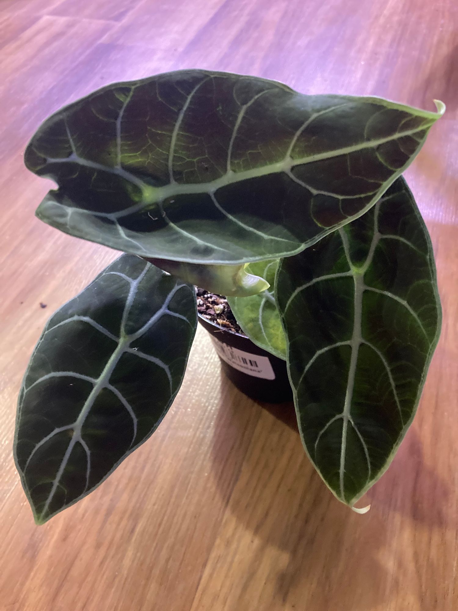 4" Alocasia 'Watsoniana'  BWH Plant Co