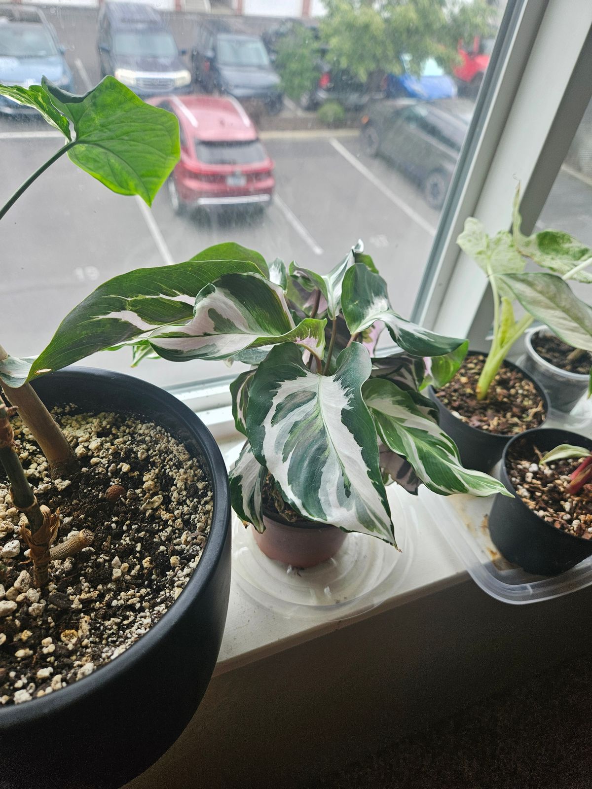 drachenbaum besprühen Draceana fragrans 'Surprise'