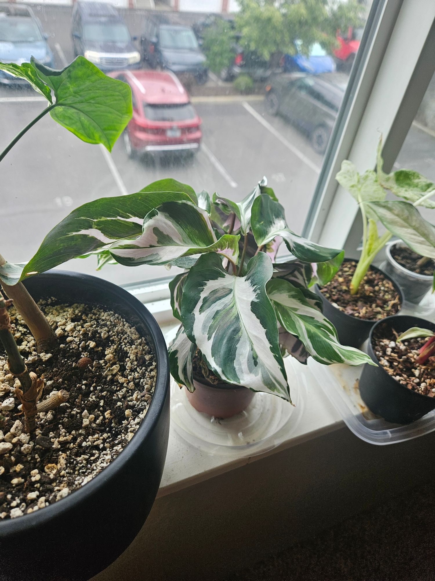 4" Calathea 'Fusion White' - BWH Plant Co.