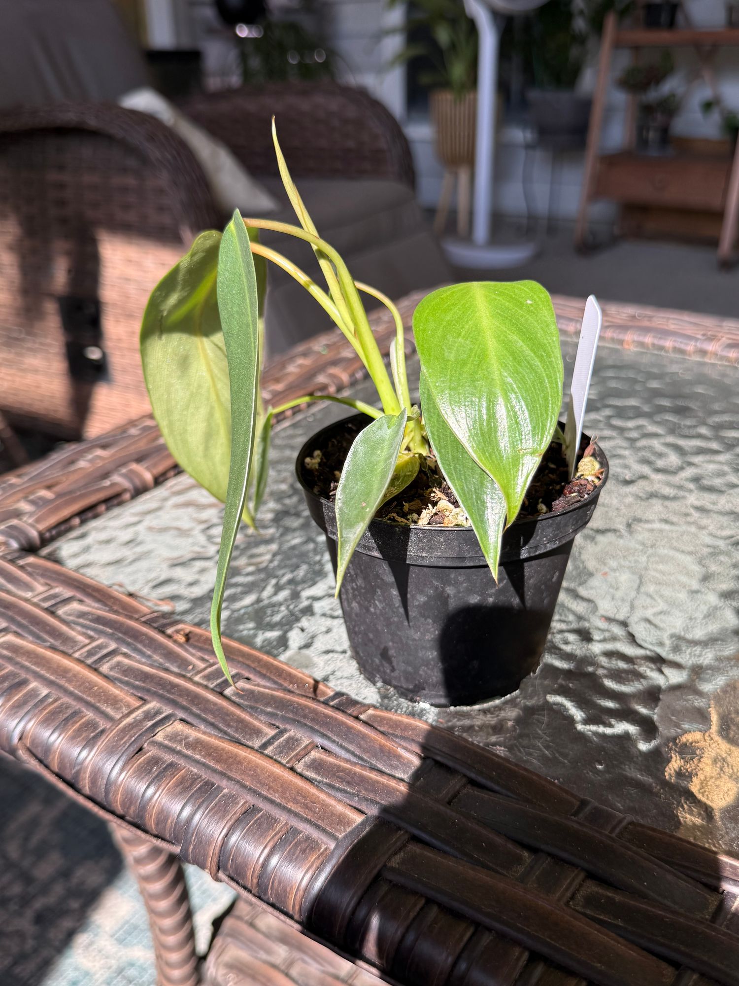 manjula pothos care Pothos Manjula