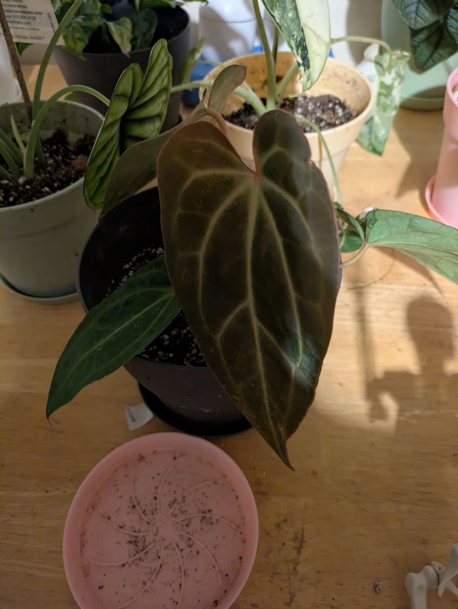 4" Anthurium 'Magnificum x Crystallinum'  BWH Plant Co