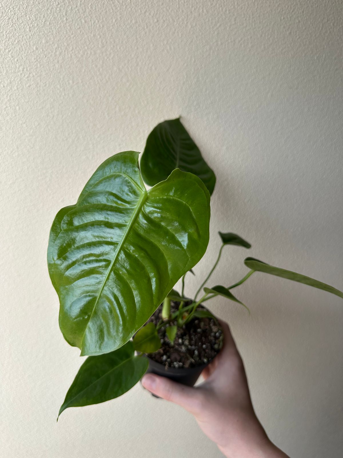 4" Anthurium 'Veitchii'  BWH Plant Co