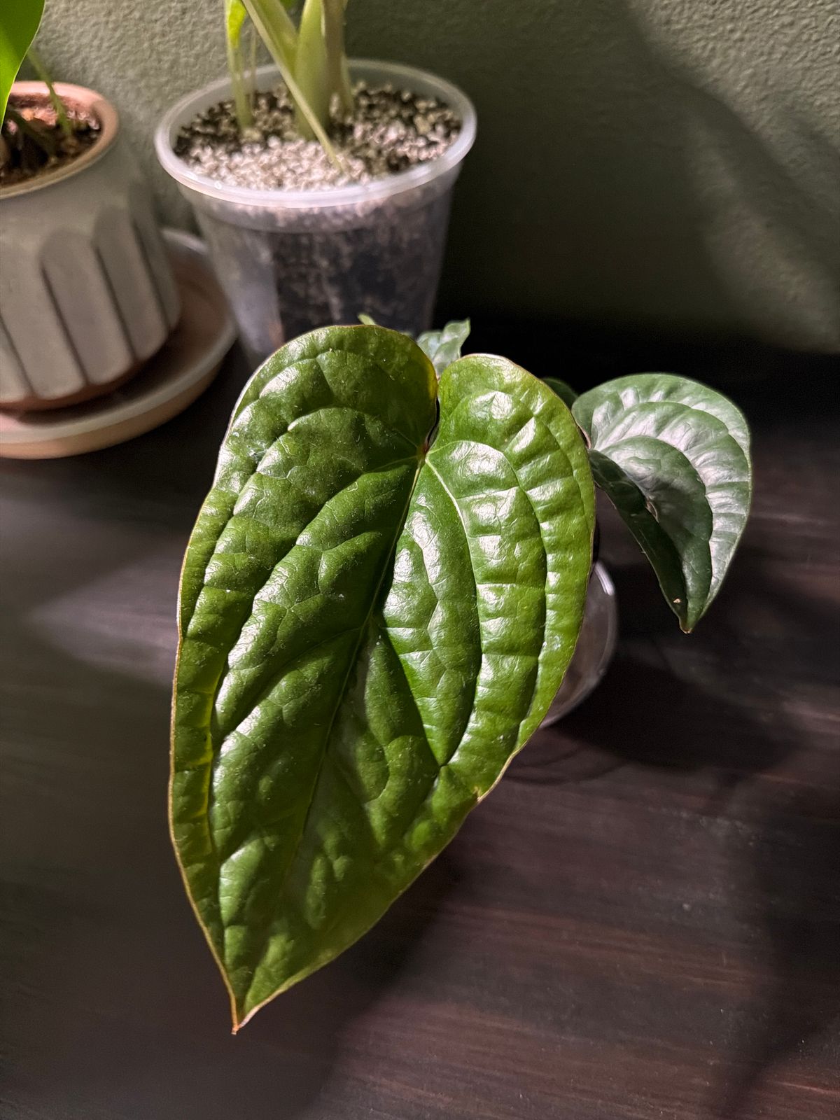 6" Anthurium 'Radicans x Luxurians'  BWH Plant Co
