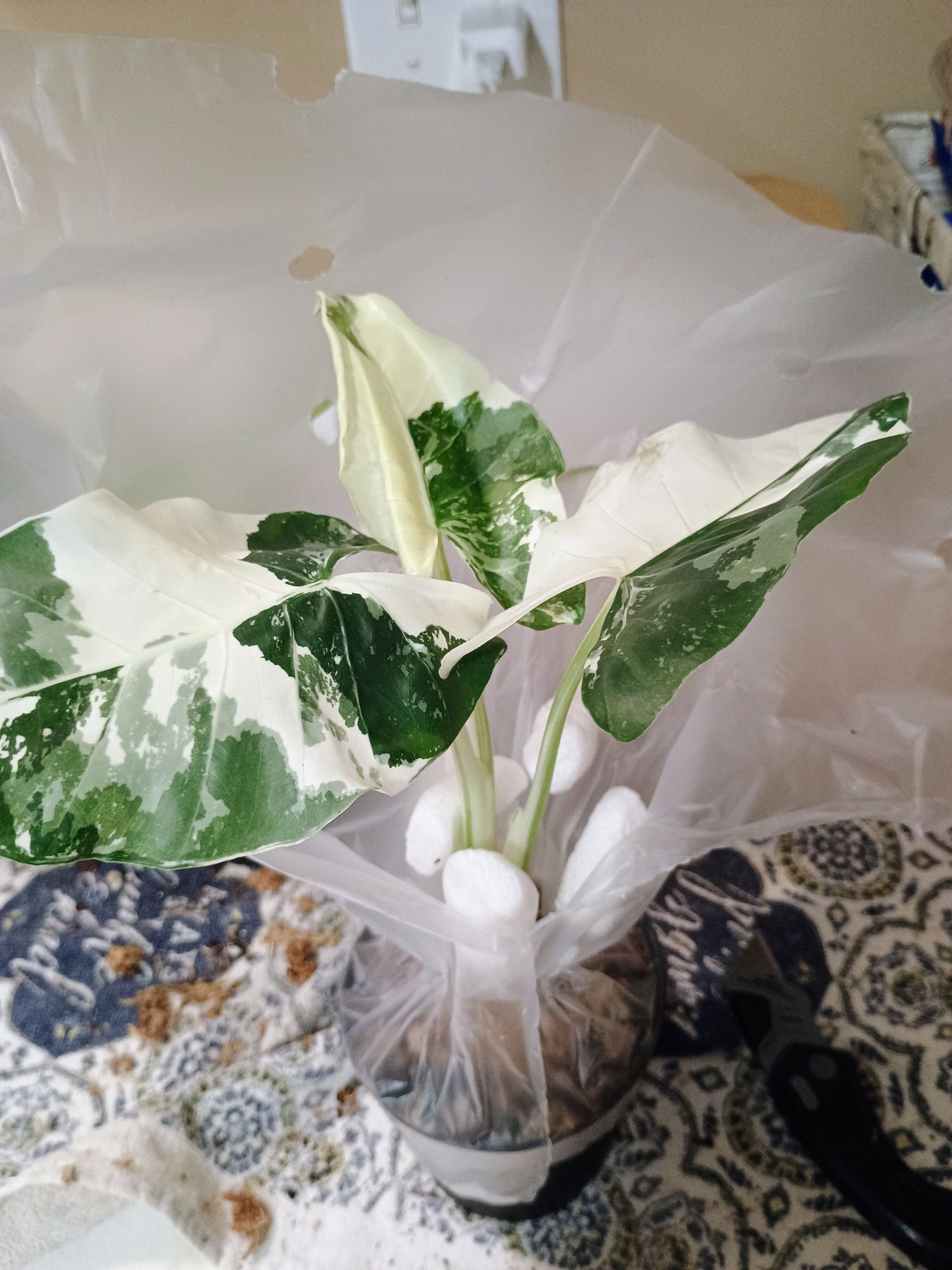 compo dnger guano Granulierter Dnger fr Azaleen und Rhododendren mit Guano  Iperverde