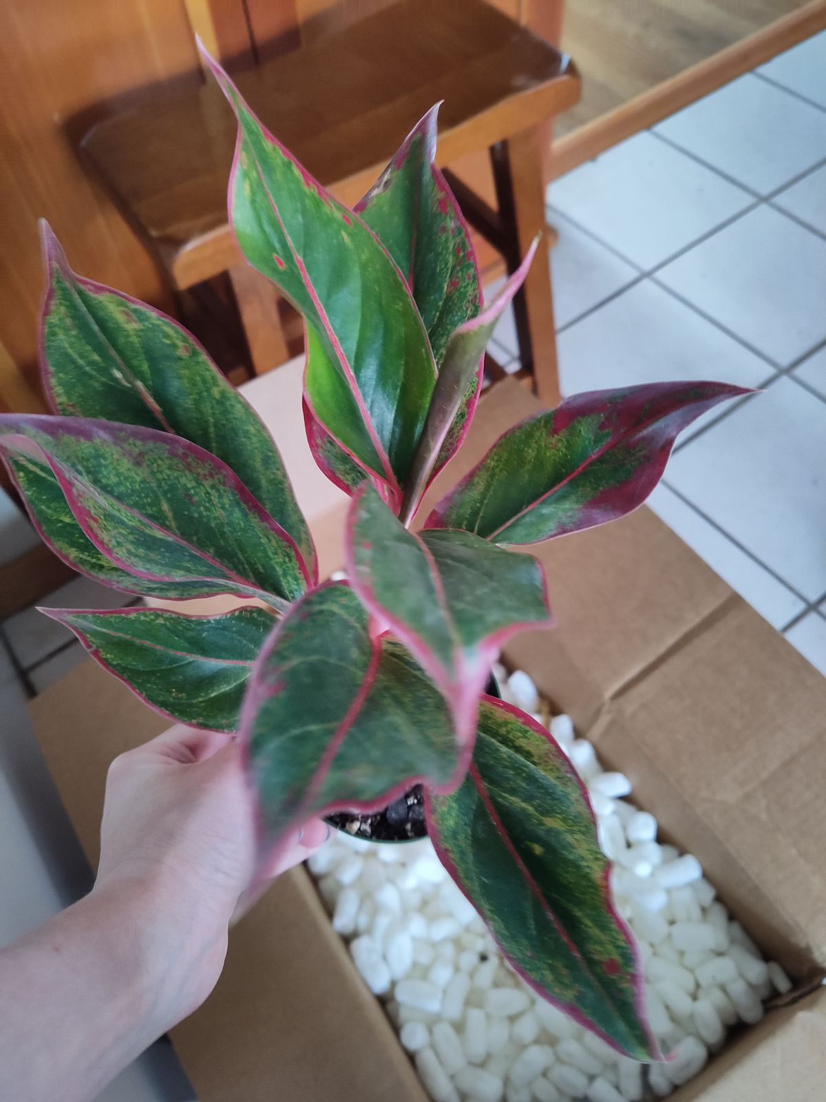 5" Aglaonema 'Siam Aurora' - BWH Plant Co.