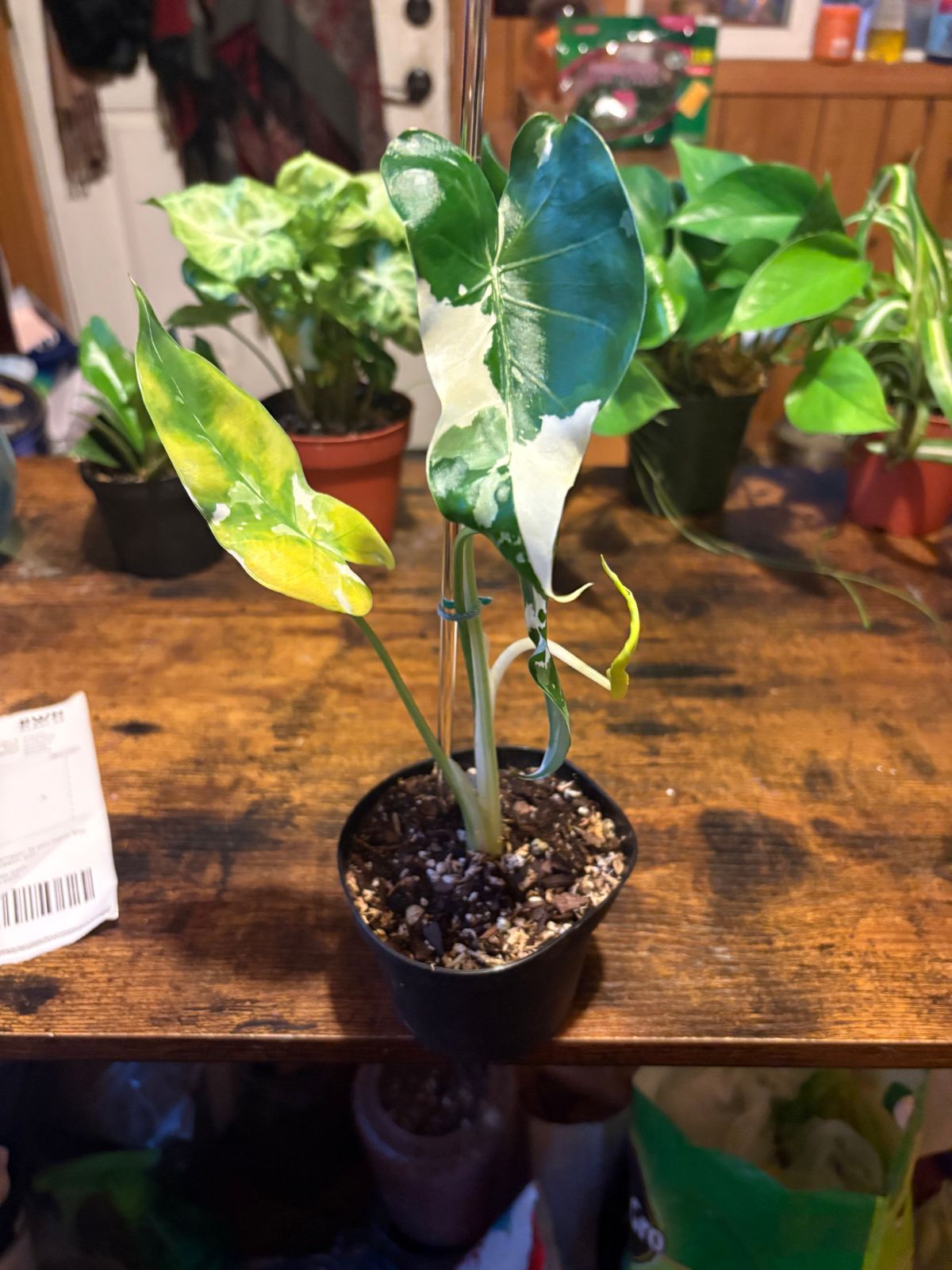 4" Alocasia Odora 'Okinawa Silver'  BWH Plant Co
