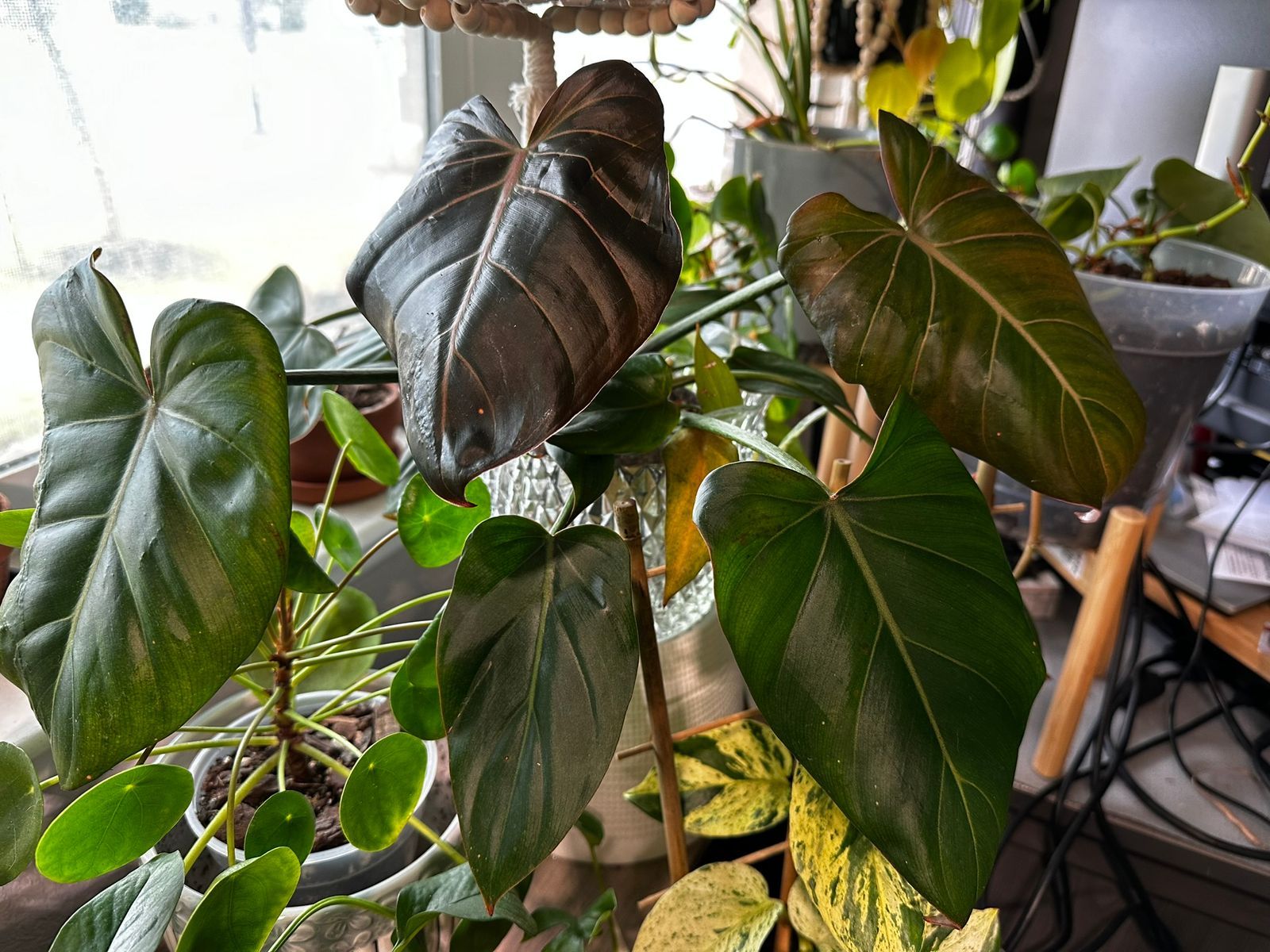 4" Philodendron 'Summer Glory'  BWH Plant Co