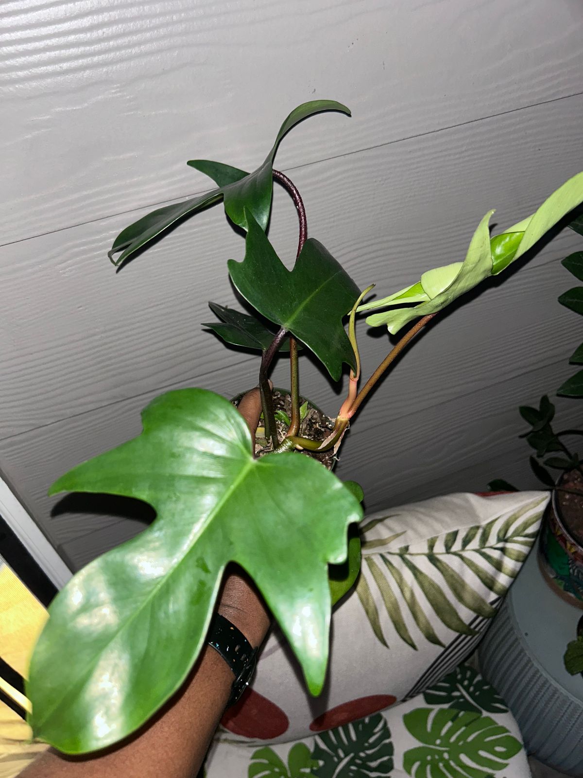 buy philodendron brandtianum Philodendron Brandtianum 'Brandi' – The Terracotta Room main image 0