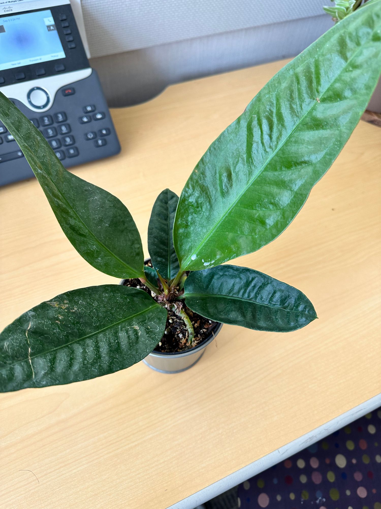 4" Anthurium 'Superbum'  BWH Plant Co