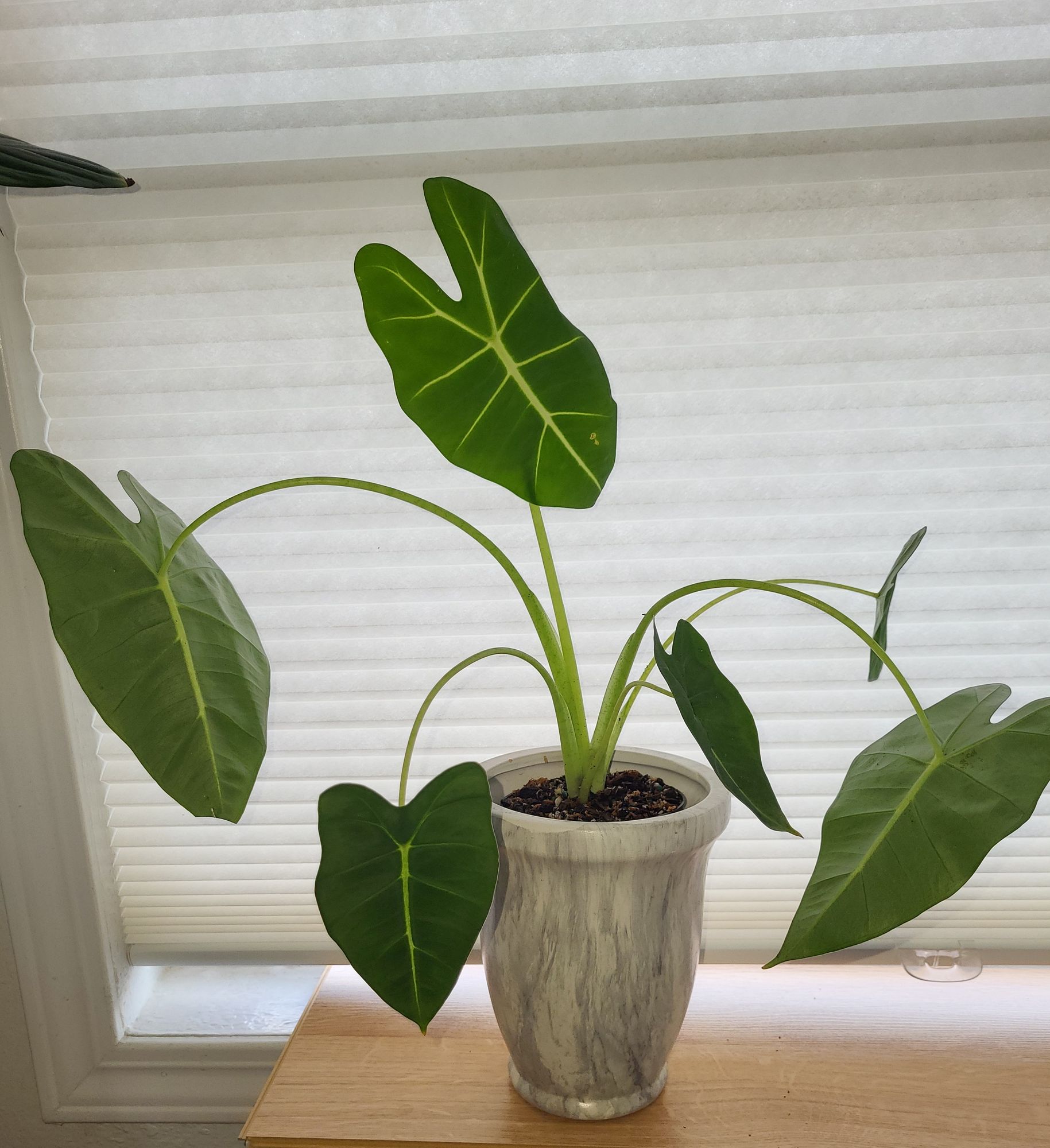 4" Alocasia 'Frydek' - BWH Plant Co.
