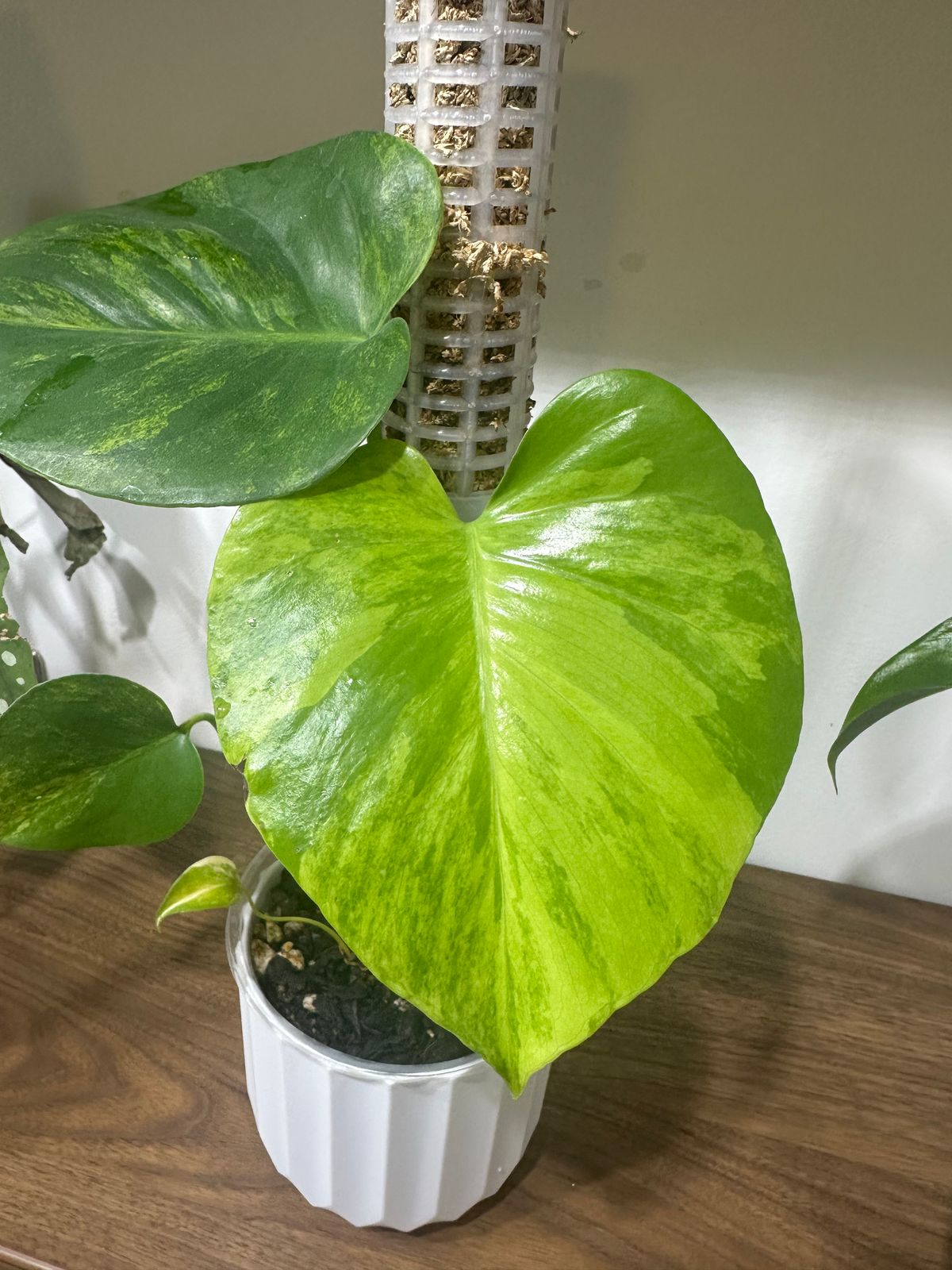 marmorata monstera Monstera marmorata variegated cutting